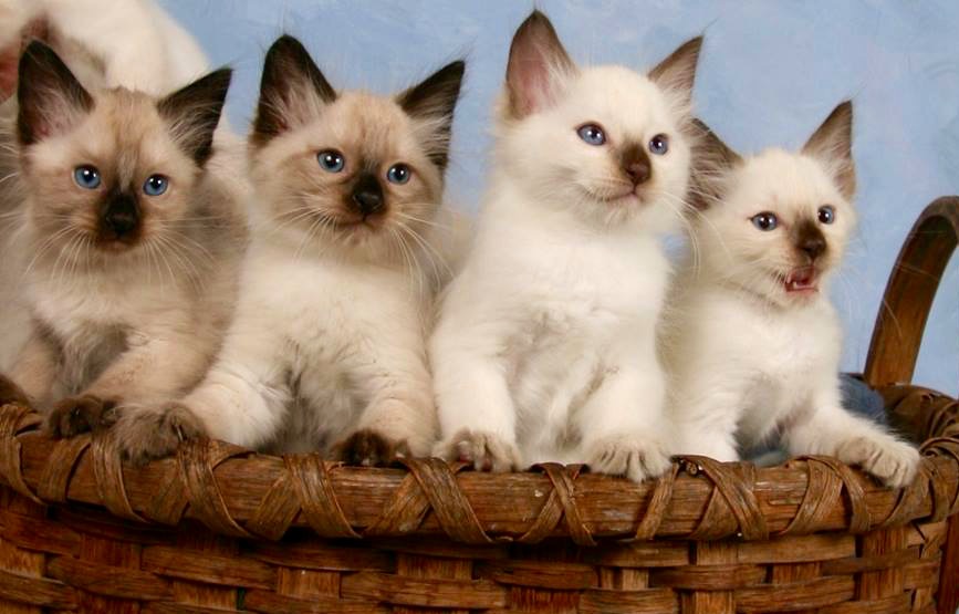 siamese balinese kittens for sale